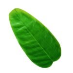 Banana Leaf for Table Mat - Image 2